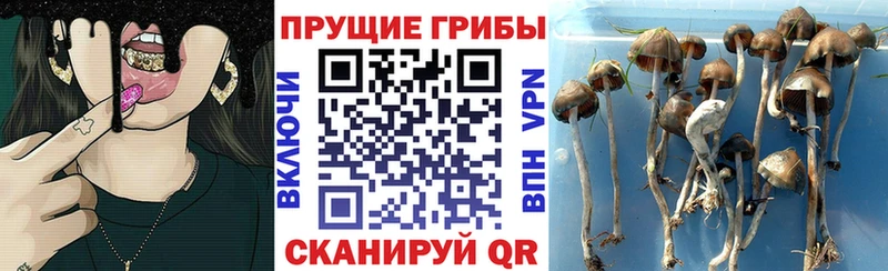 Купить где  Пенза  Галлюциногенные грибы мухоморы 